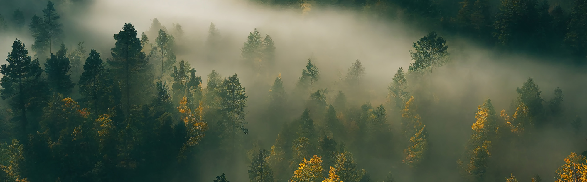 Dichter Nadelwald in einer Berglandschaft, durchzogen von tief liegenden Nebelschwaden.